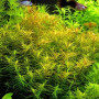 Didiplis Diandra Live Aquarium Plant