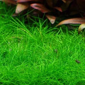 Dwarf Hair Grass Live Aquarium Plant