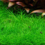 Dwarf Hair Grass Live Aquarium Plant