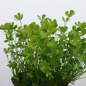 Dwarf Marsilea Fern Live Aquarium Plant