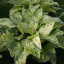 Echinodorus Cordifolius Marble Queen Yellow Live Aquarium Plant
