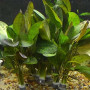 Echinodorus Ozelot Live Aquarium Plant