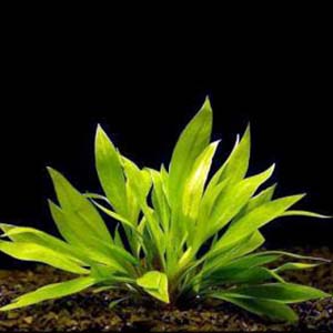 Echinodorus Quadricostatus Live Aquarium Plant