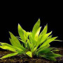 Echinodorus Quadricostatus Live Aquarium Plant