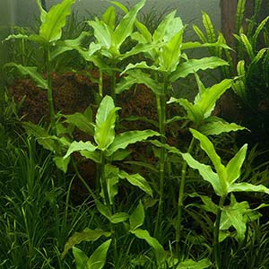 Floscopa Cf Scandens Live Aquarium Plant