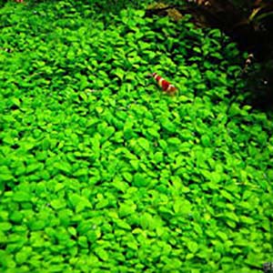 Glossostigma (Bunch) Live Aquarium Foreground Plant
