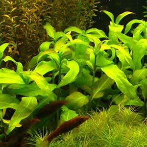 Gynocoronis Live Aquarium Plant