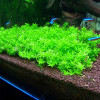 Hemianthus Micranthemoides Live Aquarium Plant