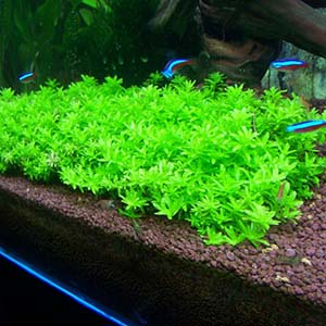 Hemianthus Micranthemoides Live Aquarium Plant