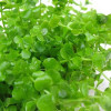 Hemianthus Umborsum Live Aquarium Plant