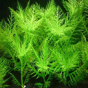 Higrophila Balsamica Live Aquarium Plant