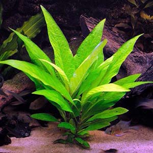 Higrophila Corymbosa Live Aquarium Plant
