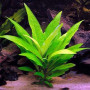 Higrophila Corymbosa Live Aquarium Plant