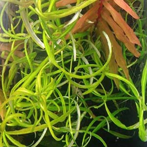 Higrophila Sp Snake Live Aquarium Plant