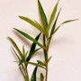 Hugrophila Sp Quadrivalvis Needle Leaf Live Aquarium Plant