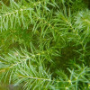 Hydrilla Live Aquarium Plant
