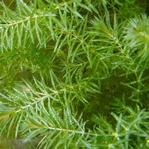 Hydrilla Live Aquarium Plant