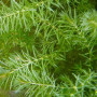 Hydrilla Live Aquarium Plant