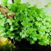 Hydrocotyle Tipartita Honda Live Aquarium Plant