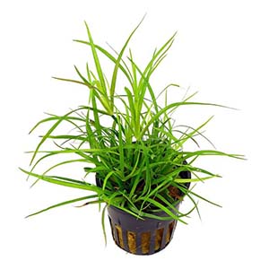 Juncus Repens Live Aquarium Plant