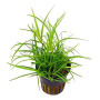 Juncus Repens Live Aquarium Plant