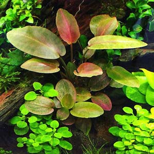 Legenandra Meeboldii Green Live Aquarium Plant