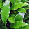 Legenandra Toxicaria Live Aquarium Plant