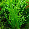 Lilaeopsis Macloviana Live Aquarium Plant