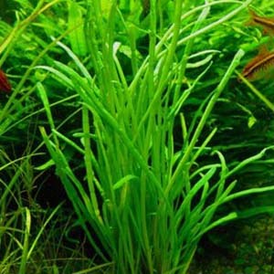 Lilaeopsis Macloviana Live Aquarium Plant