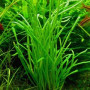 Lilaeopsis Macloviana Live Aquarium Plant