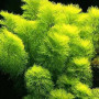 Limnohila Indica Yellow Live Aquarium Plant