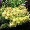 Limnophila Aromatica Mini Live Aquarium Plant