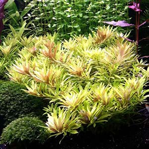 Limnophila Aromatica Mini Live Aquarium Plant