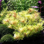 Limnophila Aromatica Mini Live Aquarium Plant