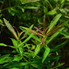 Limnophila Repens Live Aquarium Plant