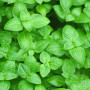 Limnophila Sp Butterfly Live Aquarium Plant