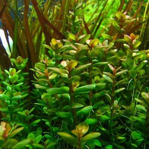 Lindernia Rotundifolia Live Aquarium Plant