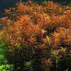 Ludiwigia Brevipes Live Aquarium Plant