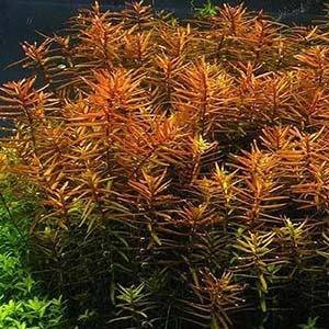 Ludiwigia Brevipes Live Aquarium Plant