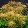 Ludiwigia Inclinata Var Cuba Live Aquarium Plant