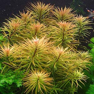Ludiwigia Inclinata Var Cuba Live Aquarium Plant