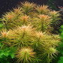 Ludiwigia Inclinata Var Cuba Live Aquarium Plant