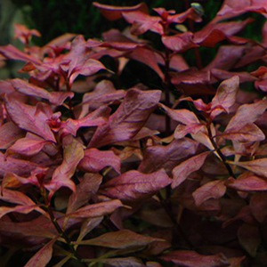 Ludwigia Palustris-Hi Red Live Aquarium Plant