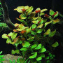 Ludwigia Repens Live Aquarium Plant