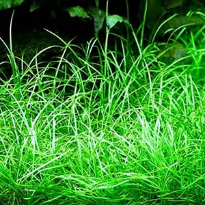 Micro Tenellus Live Aquarium Plant