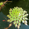 Mosaic Plant Live Aquarium Plant