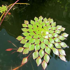 Mosaic Plant Live Aquarium Plant