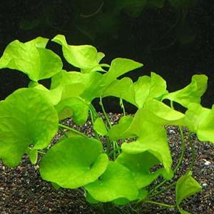 Nymphoides Taiwan Live Aquarium Plant