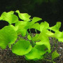 Nymphoides Taiwan Live Aquarium Plant