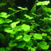 Pennywort Live Aquarium Plant